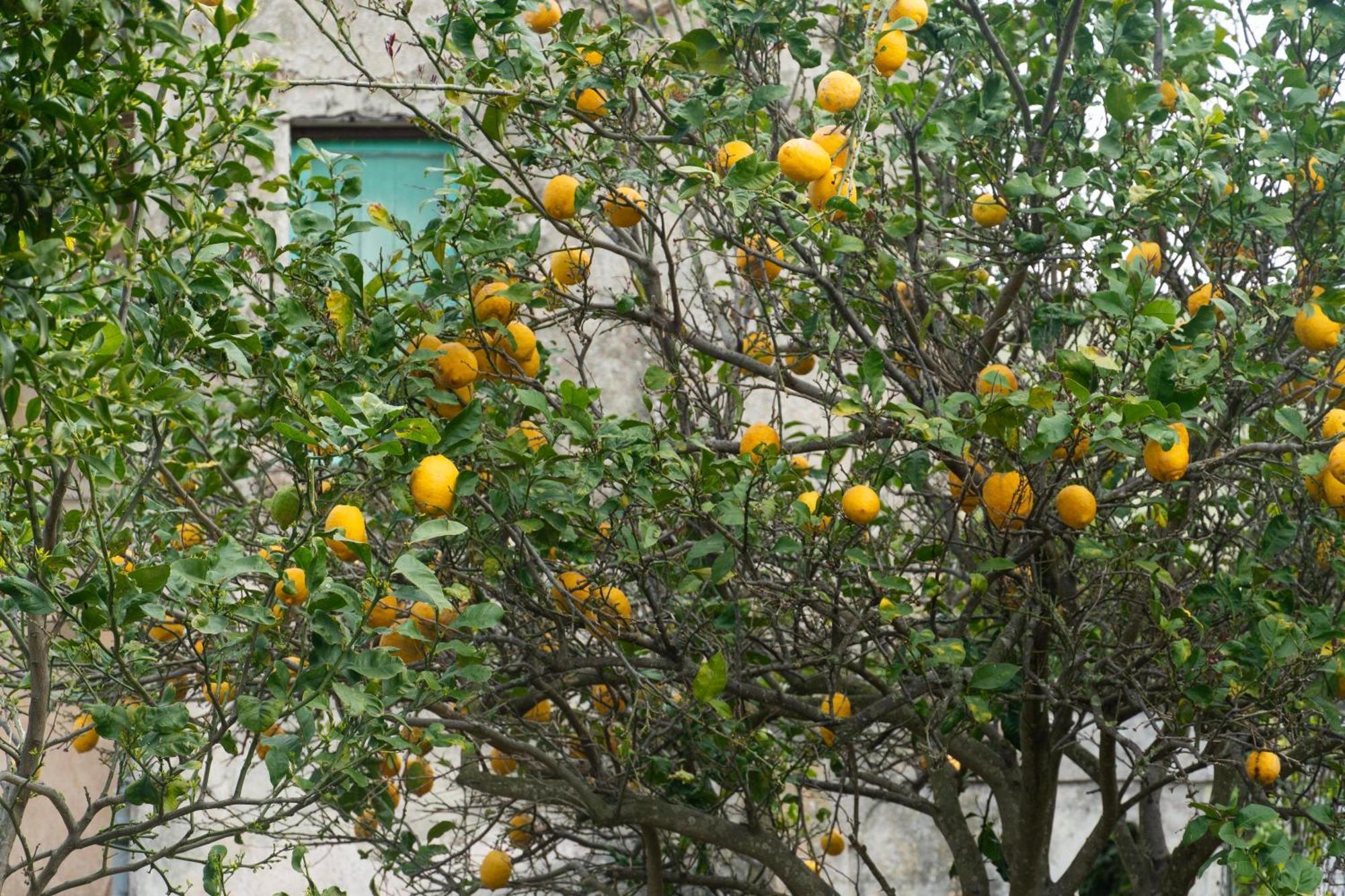 La Terrazza Sul Giardino Διαμέρισμα Προτσίντα Εξωτερικό φωτογραφία